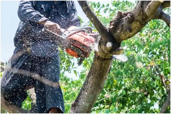 tree services Erin